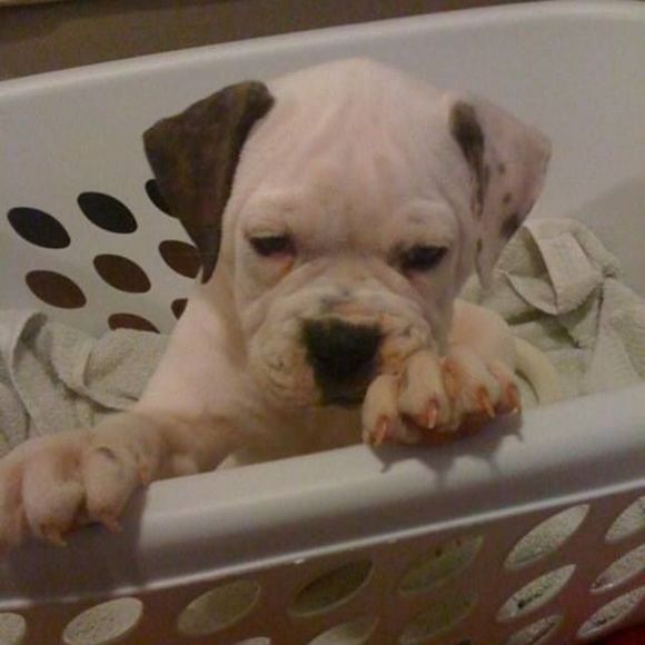 Meet your Posher, Jenny - Picture 1 of 1